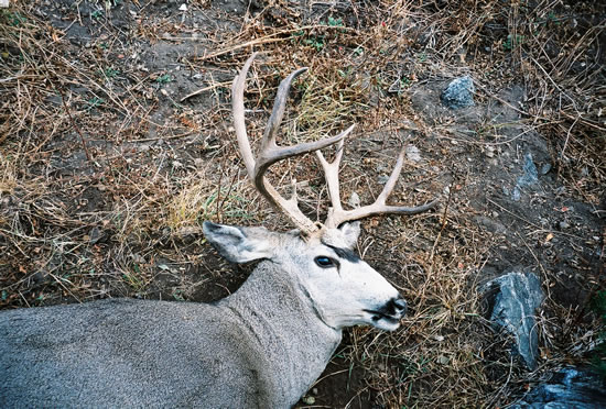 27 inch mule deer buck taken in 2003