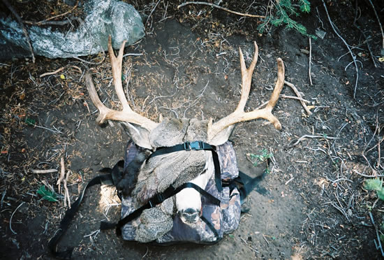 2003 Mule Deer