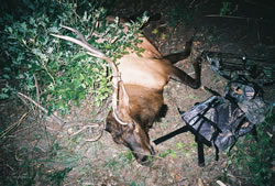 My 2004 5x5 bull elk