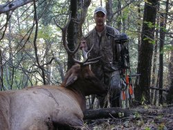 5 point Bull Elk Taken with Browning Adrenaline SX Bow