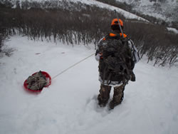 Dallen pulling a Meat Saucer Sled filled with boned out cow elk meat.