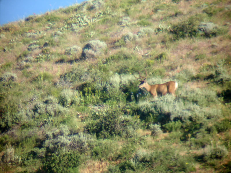 Digiscope Photo of Large Two Point Mule Deer Buck