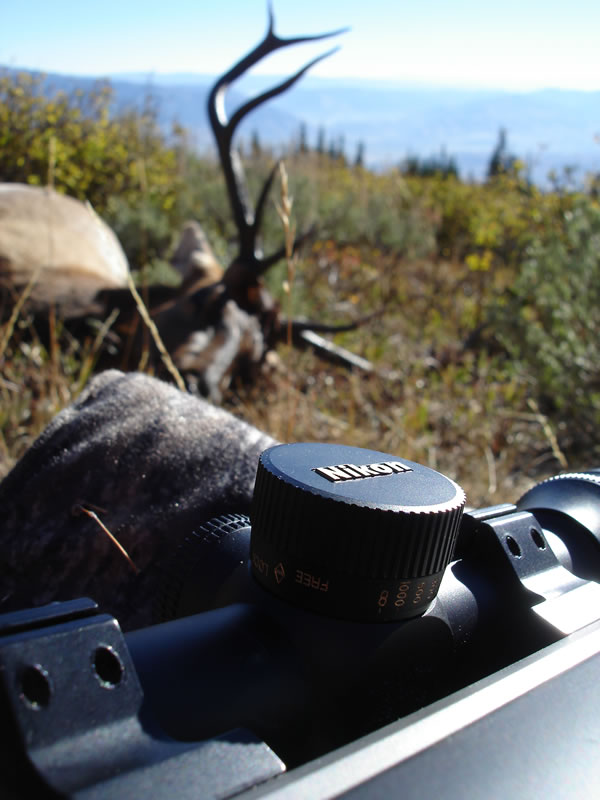My Nikon 4-16x42SF BDC scope on my X-Bolt 270 WSM and my 2010 5x5 bull elk