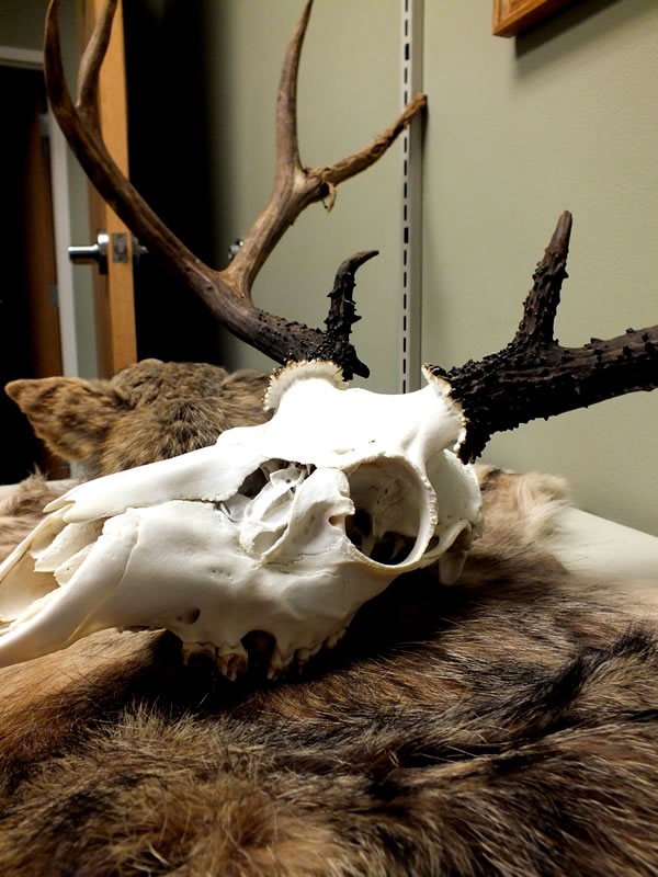 My 2010 Mule Deer buck European skull mounted showing missing tooth