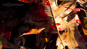 Blood Trail of Whitetail Deer Wallpaper