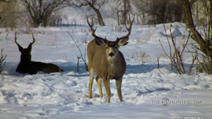 Mule Deer Buck in the Winter of 2011 Wallpaper