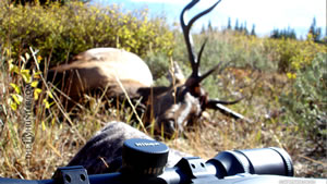 5x5 Bull Elk with Nikon and X-Bolt in 2010 Wallpaper