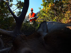 Walking up to the 4x5 bull elk taken with an X-Bolt 270 WSM