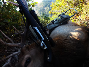 Dallen's 2012 bull elk with a X-Bolt 270 WSM and Alps Commander frame pack.