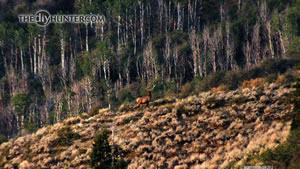 Bull elk on the Wasatch LE unit