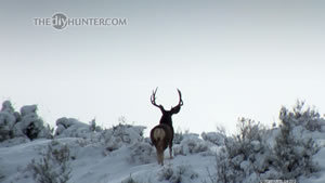 Mule Deer Buck cresting the ridge in snow