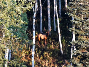 A nice little 5 point bull I watched in the quaking aspens.