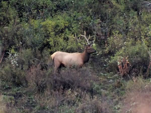 A small 5 point bull elk in the quaking aspens.