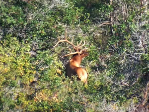Another view of the 6x6 bull elk i wanted to get with my bow.
