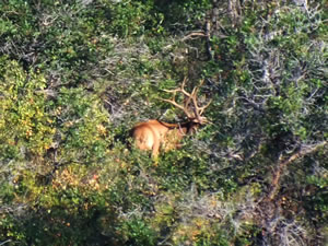 This 6x6 bull elk is amazing!