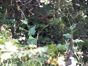 Black bear I saw while checking trail cameras.