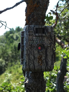 Browning Recon Force Trail Camera on skinny tree