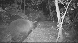 Black Bear Browning Recon Force Trail Camera Image 1
