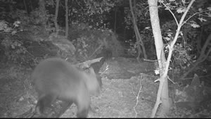 Black Bear Browning Recon Force Trail Camera Image 2
