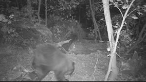 Black Bear Browning Recon Force Trail Camera Image 3