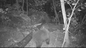 Black Bear Browning Recon Force Trail Camera Image 5