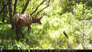Bull Elk Browning Recon Force Trail Camera Image 1