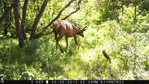 Bull Elk Browning Recon Force Trail Camera Image 3