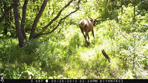 Bull Elk Browning Recon Force Trail Camera Image 6
