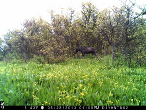 Moose with Browning Range Ops Trail Camera
