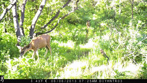 Mule Deer with Browning Recon Force Trail Camera