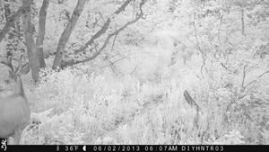 Mule Deer Buck with Browning Recon Force Trail Camera