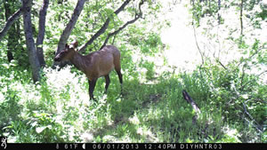 Spike Elk with Browning Recon Force Trail Camera
