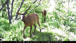 Two cow elk Browning Recon Force Trail Camera