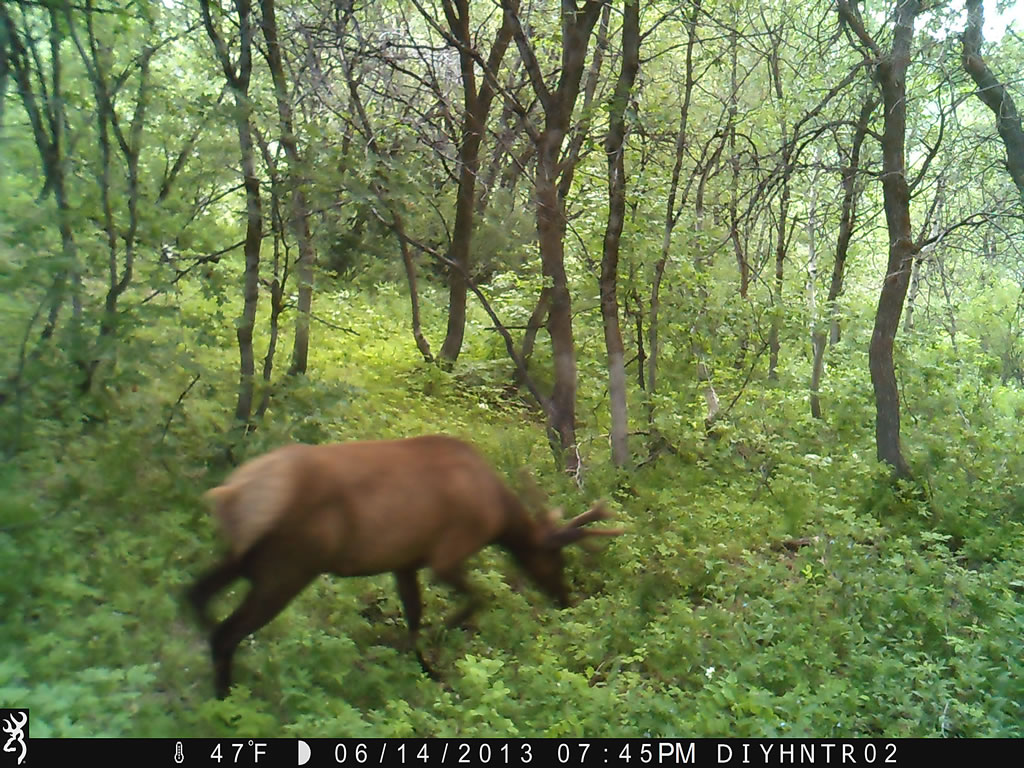 4x4 Bull Elk Browning Range Ops Trail Camera Image 1