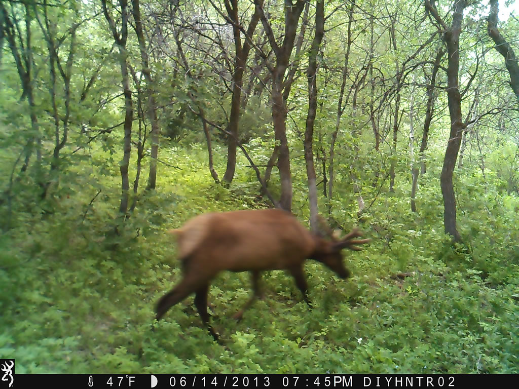 4x4 Bull Elk Browning Range Ops Trail Camera Image 3