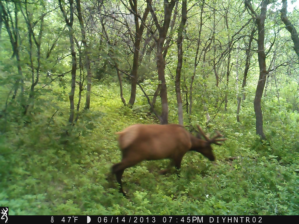 4x4 Bull Elk Browning Range Ops Trail Camera Image 4