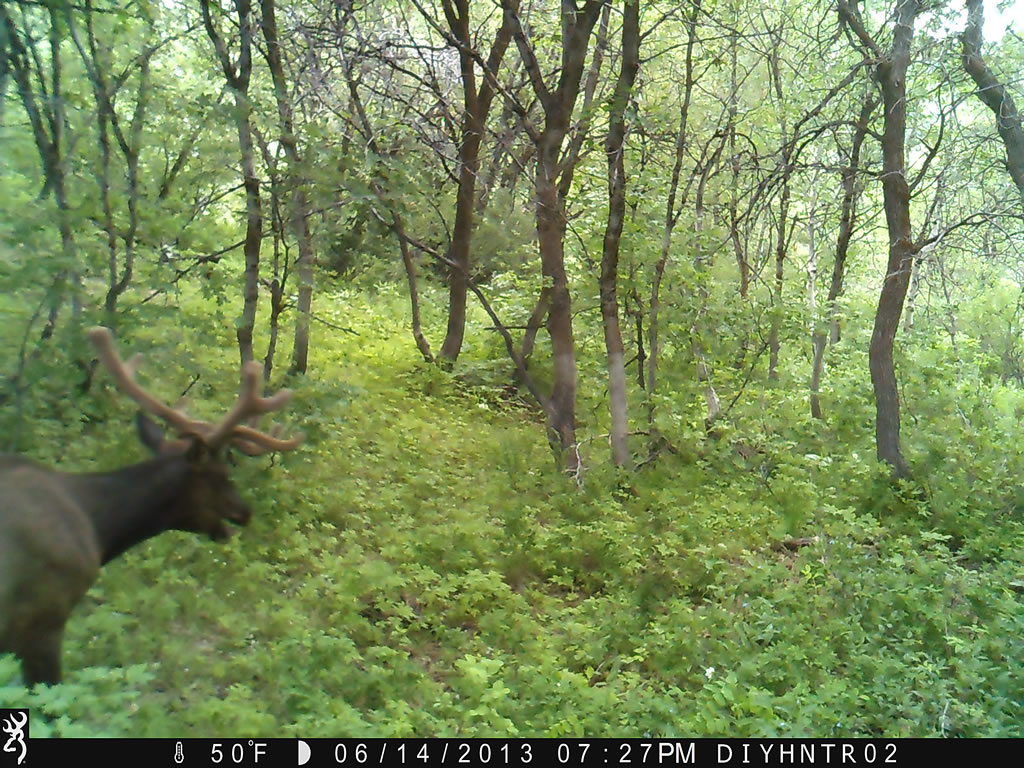 Bull Elk Browning Range Ops Trail Camera Image 1