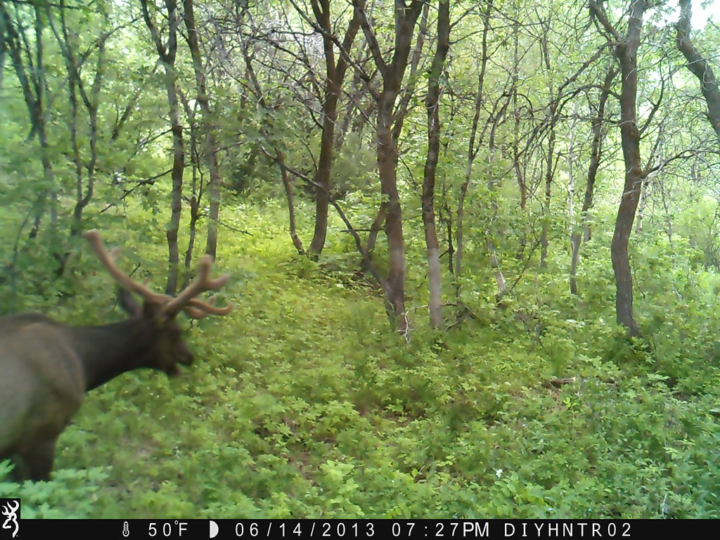 Bull Elk Browning Range Ops Trail Camera Image 2
