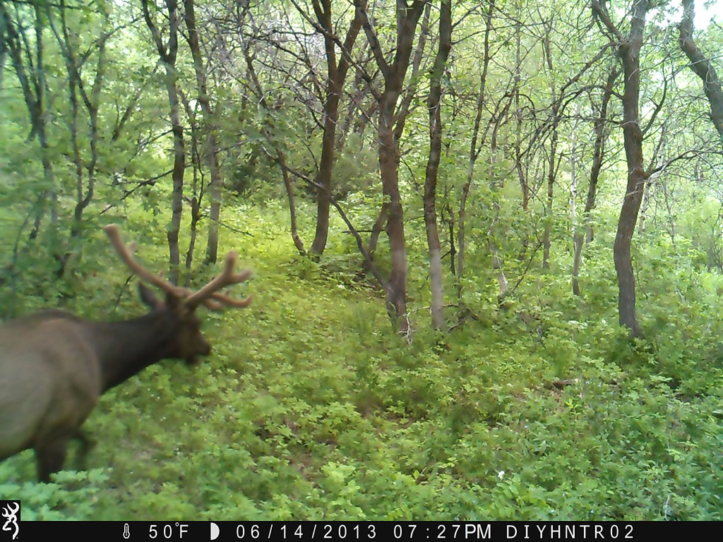 Bull Elk Browning Range Ops Trail Camera Image 3