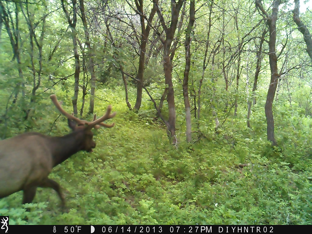 Bull Elk Browning Range Ops Trail Camera BTC-1