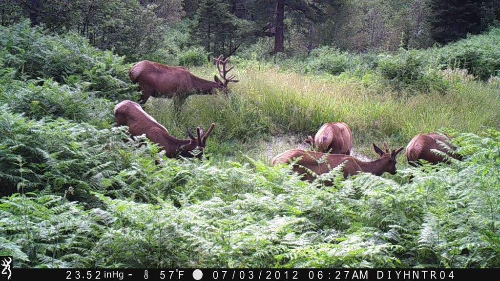 Bull Elk feeding with Browning Spec Ops trail camera