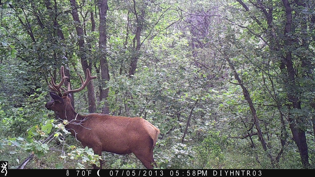 Bull Elk Browning Recon Force trail camera
