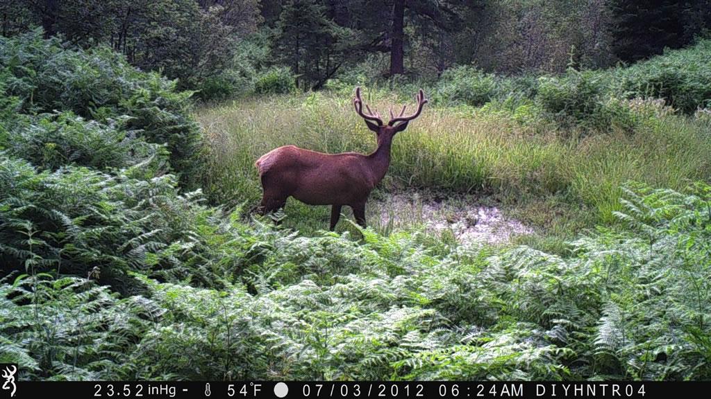 Bull Elk Browning Spec Ops Trail Camera BTC-3