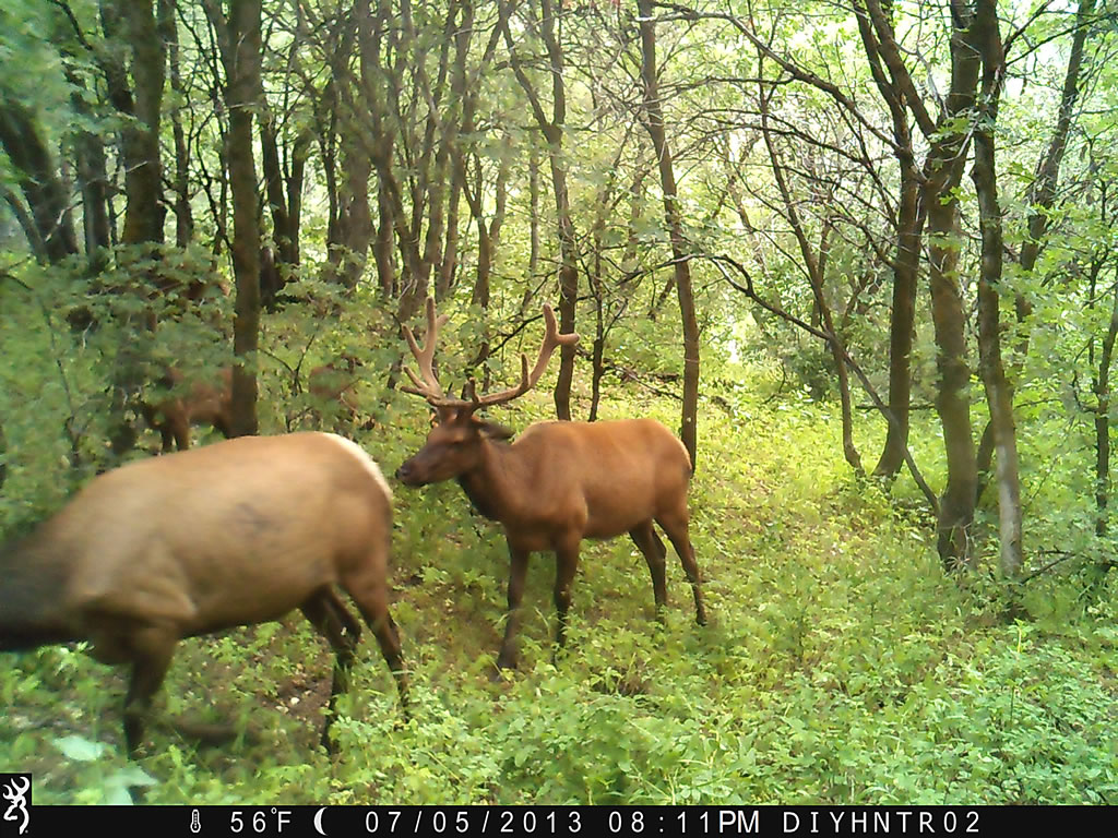5x5 Bull Elk Browning Range Ops Trail Camera