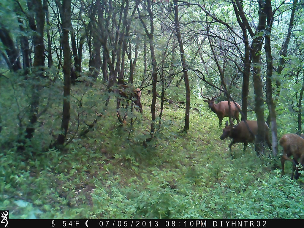 Elk with Range Ops trail camera