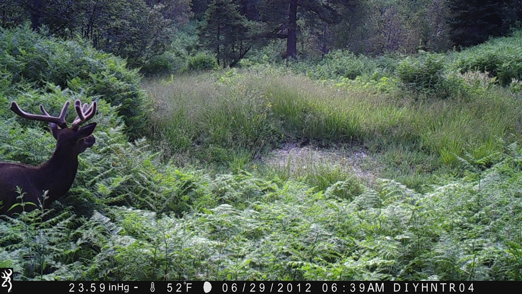 Bull Elk Browning Spec Ops Trail camera