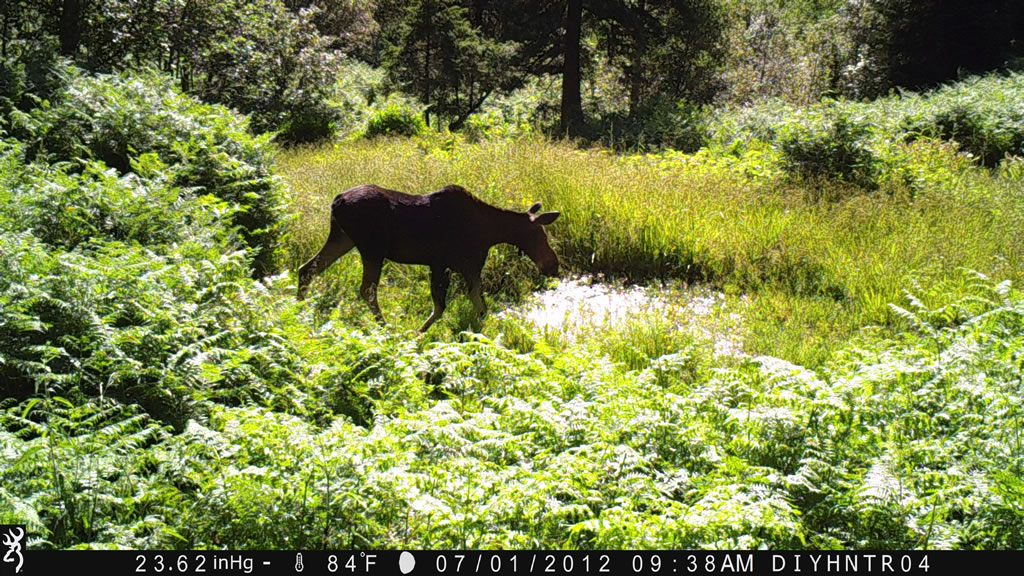 Cow Moose Spec Ops Trail Camera