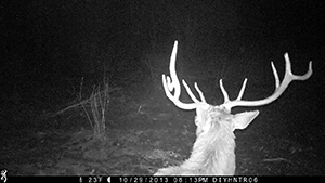 5 Point Bull Elk Browning Range Ops Trail Camera BTC-1