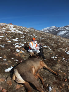 Dallen with his cow elk and X-Bolt Stainless Stalker 270 WSM.