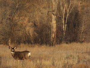 HS50exr Photo of a 3 Point with Cheater Mule Deer